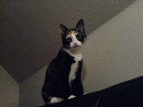 Blanding af racer Jessy - Nyt!! billede 4