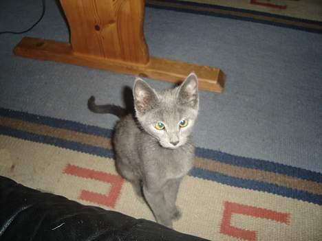 Huskat gizmo *død* billede 2
