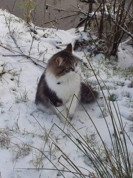 Norsk Skovkat Albert - er jeg ikke bare smuk!! billede 1