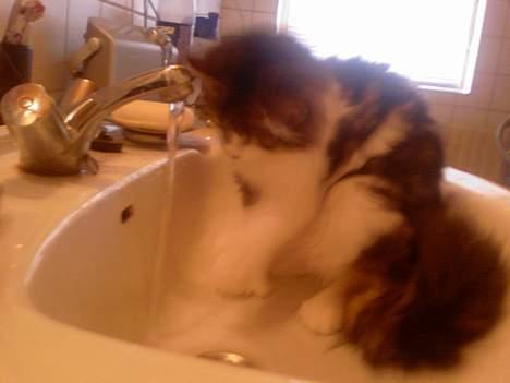 Norsk Skovkat Albert - elsker at lege med vand og sove i håndvasken billede 3