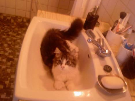 Norsk Skovkat Albert - ja hvad vil du ? billede 4