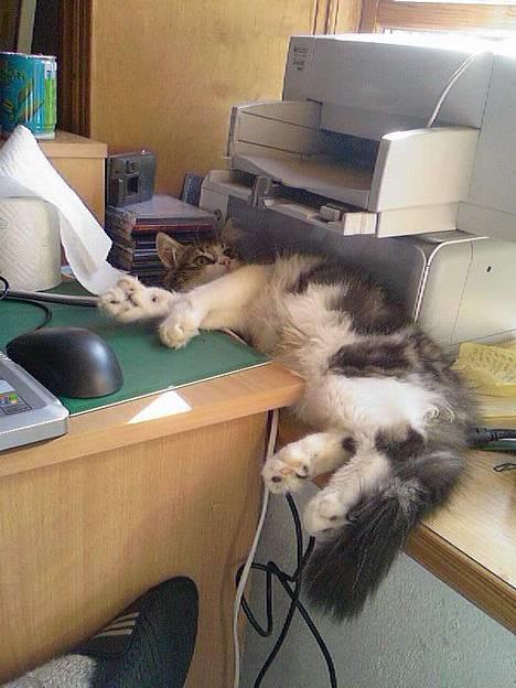 Norsk Skovkat Albert - Jeg er meget god til det med computere og giver da gerne lige en pote med printeren.... :-)  billede 5