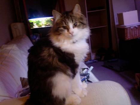 Norsk Skovkat Albert billede 6