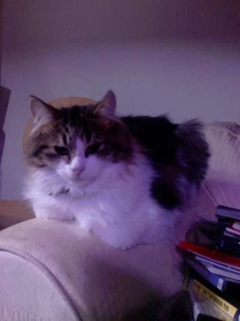 Norsk Skovkat Albert billede 7