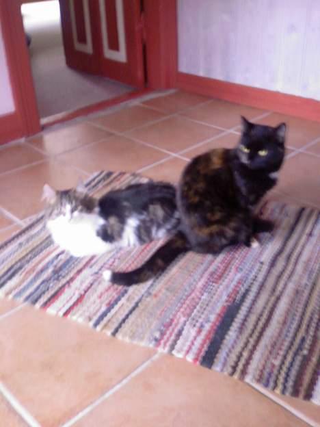 Norsk Skovkat Albert - mig og min søster Gizmo billede 8