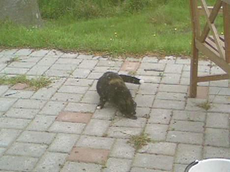 Blanding af racer Gizmo - her fanger jeg min første mus billede 2