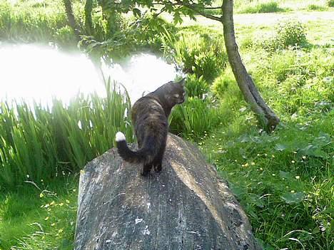 Blanding af racer Gizmo - neeei sikke en udsigt... billede 3