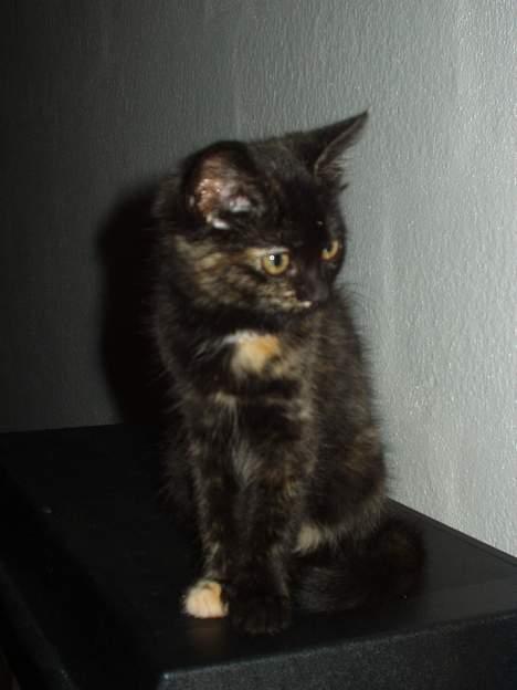 Blanding af racer Gizmo - mig som killing billede 4