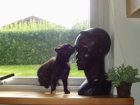 Blanding af racer Gizmo - Da jeg var yngre var jeg meget nysgerrig..... så skulle jo lige hilse på fyren her min første dag hos min mor og far.. billede 5