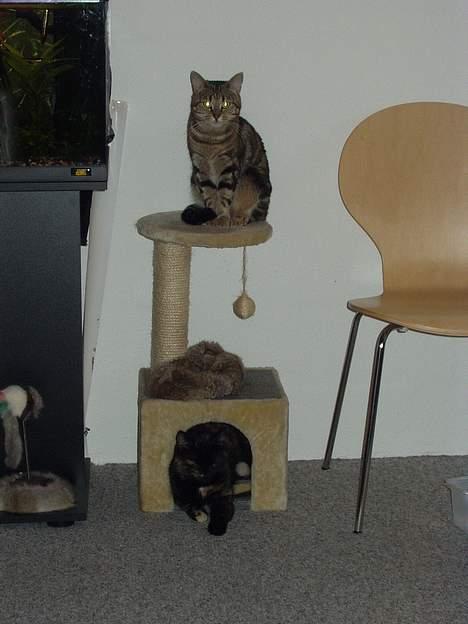 Blanding af racer Gizmo - mig og min afdøde storesøster ........ Emma....  billede 6