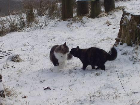Blanding af racer Gizmo - Mig og min lillebror hilser lige på hinanden ude i den kolde sne billede 7