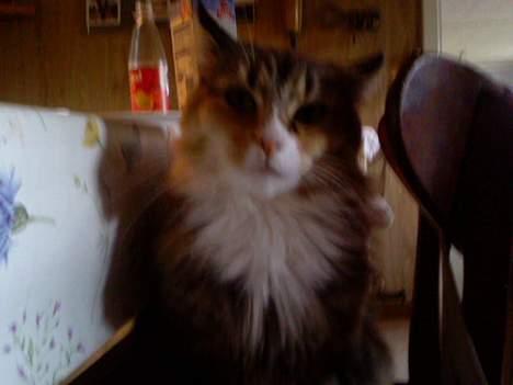 Norsk Skovkat Albert - Min mormor Mille....  billede 9