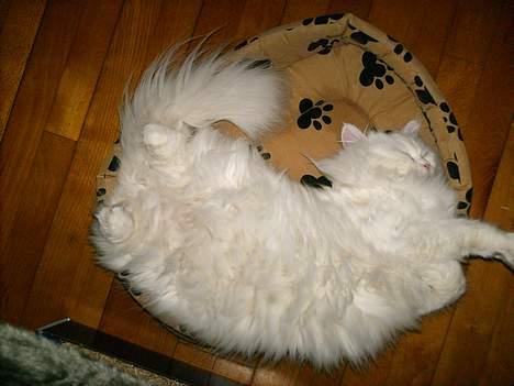 Perser Perle - Endnu en lille lur... hmm.... billede 8