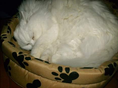 Perser Perle billede 9