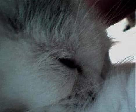 Maine Coon Al - Velkommen til Palles (aka Al)´s profil. billede 1