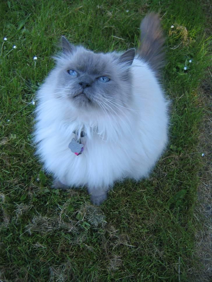 Blanding af racer Gismo - Jep.Navnet er Gismo billede 1