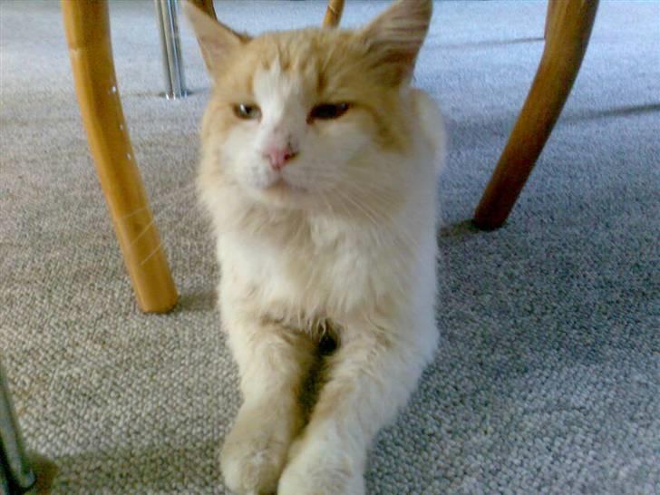 Blanding af racer <'3 kisser <'3 - billede af kisser  tag i juli 2007 billede 1