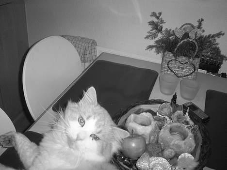 Blanding af racer <'3 kisser <'3 - Kisser iigen billede 2