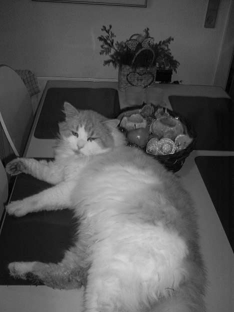 Blanding af racer <'3 kisser <'3 - ;) billede 3