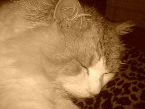 Blanding af racer <'3 kisser <'3 - kisser ligger og sover billede 4