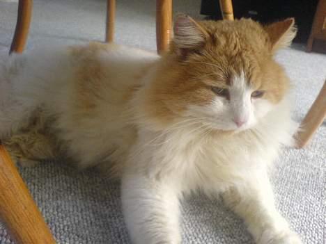 Blanding af racer <'3 kisser <'3 billede 6