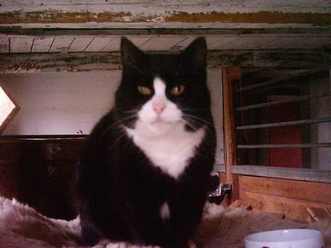 Blanding af racer Sort Mis - 1) Misser   billede 1