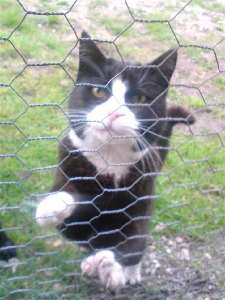 Blanding af racer Sort Mis - 2) Luk Mig Ind ?  billede 2