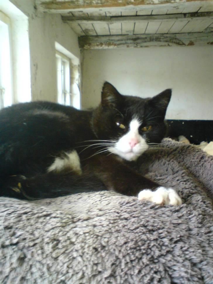 Blanding af racer Sort Mis - 3)  billede 3