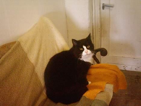 Blanding af racer Sort Mis - 4) billede 4