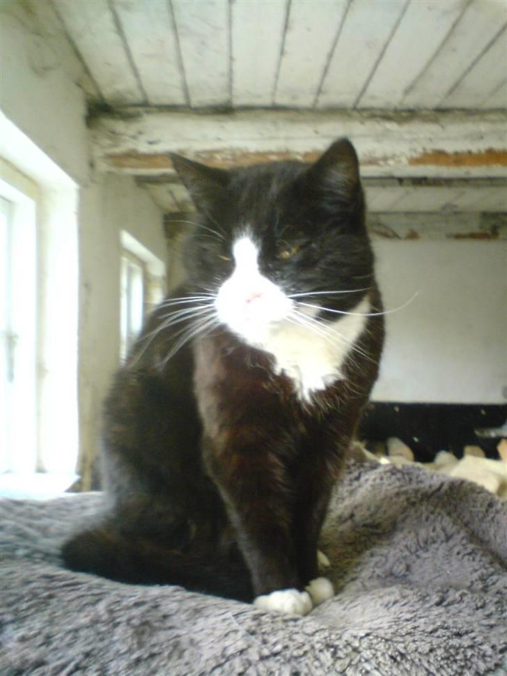 Blanding af racer Sort Mis - 5)  billede 5