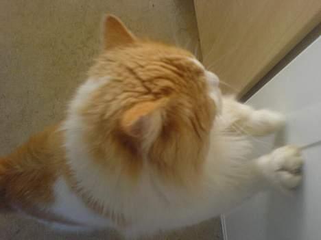 Blanding af racer <'3 kisser <'3 billede 7