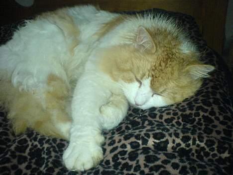 Blanding af racer <'3 kisser <'3 billede 9