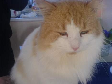 Blanding af racer <'3 kisser <'3 billede 10