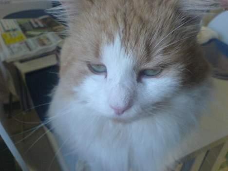 Blanding af racer <'3 kisser <'3 billede 11