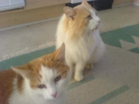 Blanding af racer <'3 kisser <'3 - kisser & mille han´s lille søser billede 12