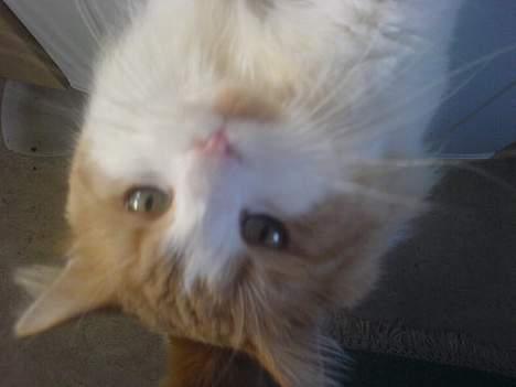 Blanding af racer <'3 kisser <'3 billede 13