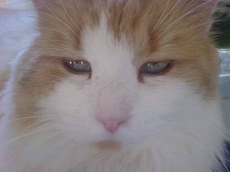 Blanding af racer <'3 kisser <'3 billede 14