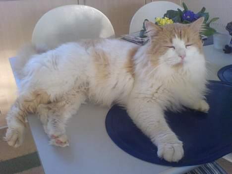 Blanding af racer <'3 kisser <'3 billede 15