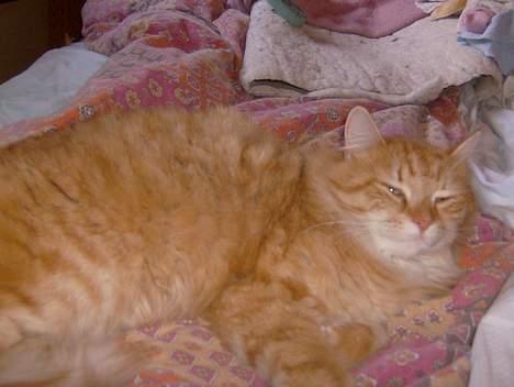 Blanding af racer Tot - Endnu et hvor han bare ligger.  billede 2