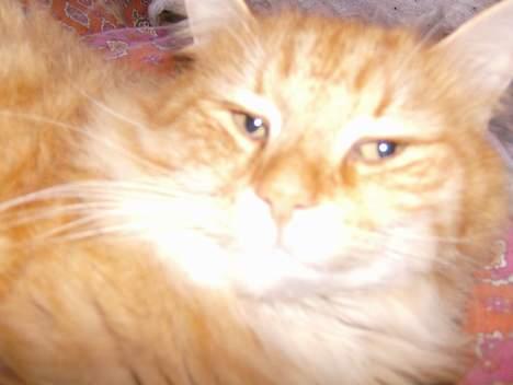 Blanding af racer Tot - Nærbillede billede 3