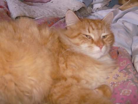 Blanding af racer Tot - Uhh hvor ligger jeg blødt.  billede 4