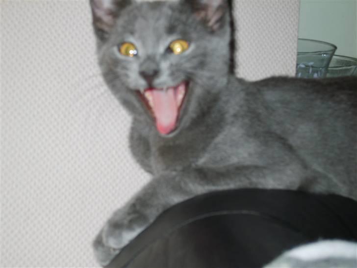 Huskat gizmo *død* billede 16
