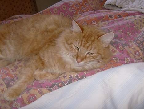 Blanding af racer Tot billede 5