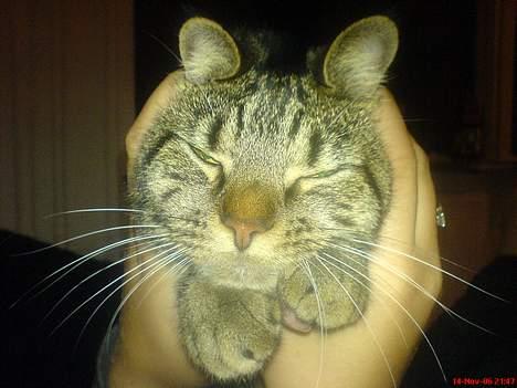 Huskat Vante - Vante - lidt sammenkrøllet :o) billede 1