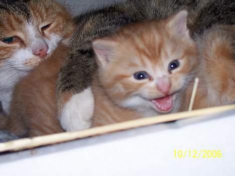 Blanding af racer Sprutte  - Hey du er farlig.  billede 2