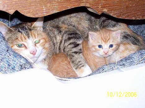 Blanding af racer Sprutte  - Se jeg ligger sammen med min mor.  billede 3