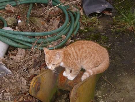 Blanding af racer Sprutte  - Jeg leger.  billede 4