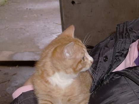 Blanding af racer Sprutte  - Hvad kigger du på.  billede 6