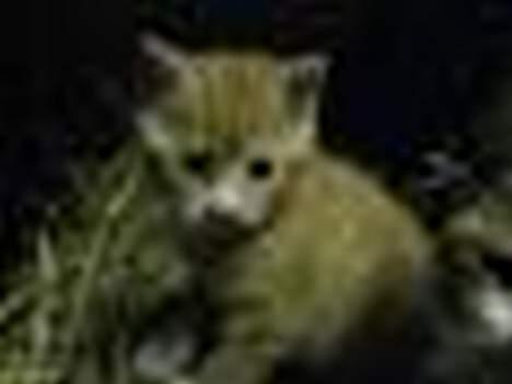 Blanding af racer Sprutte  - Meget utydeligt der er et bedre i mit album.  billede 7