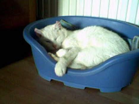 Huskat Pyrus billede 7